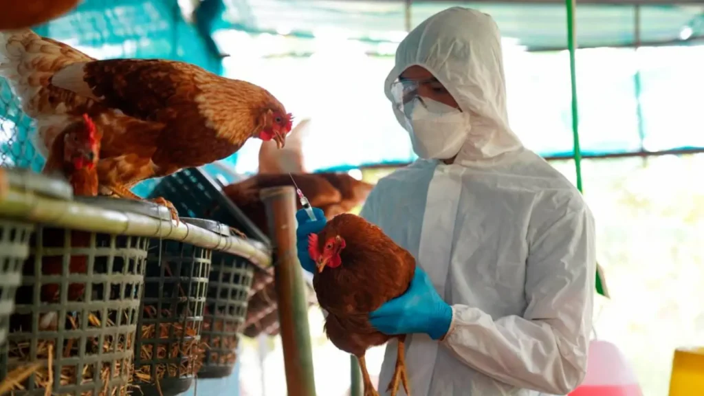 Confinamiento de aves y gallinas